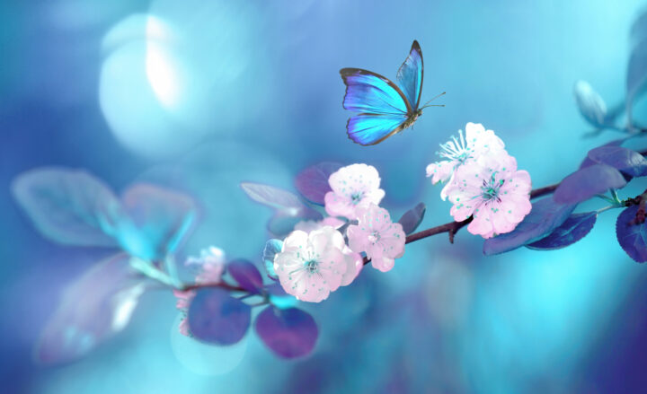 青い蝶ユリシス