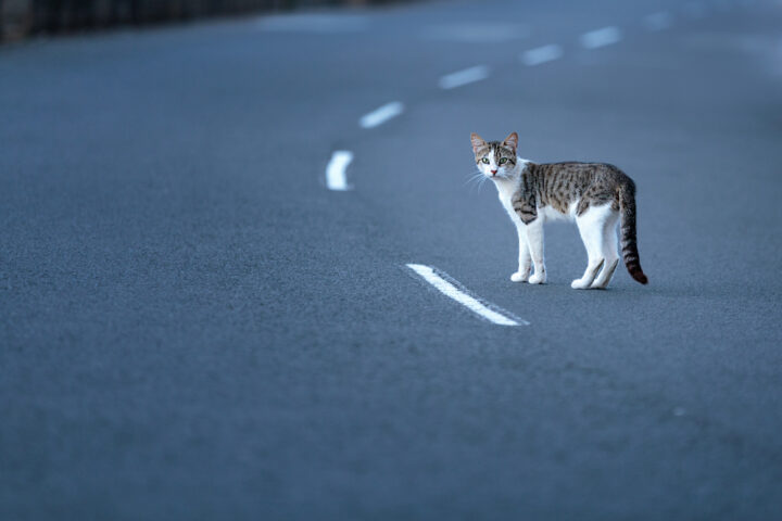 運転中に猫が横切るスピリチュアルな意味とは？左から右に横切る時と右から左に横切る時のサイン！