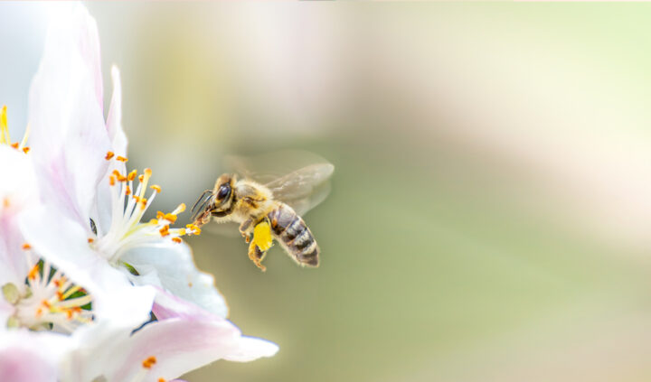 【夢占い】蜂が一匹出てくる夢の意味は？スズメバチ一匹の場合や蜂に襲われる夢の意味
