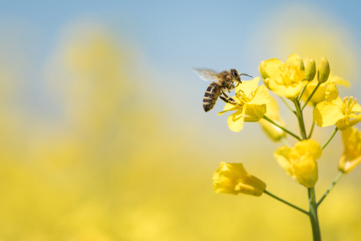 【夢占い】蜂が一匹出てくる夢の意味は？蜂の夢のスピリチュアルな意味