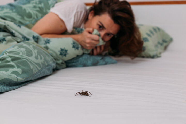 寝室で蜘蛛を見た